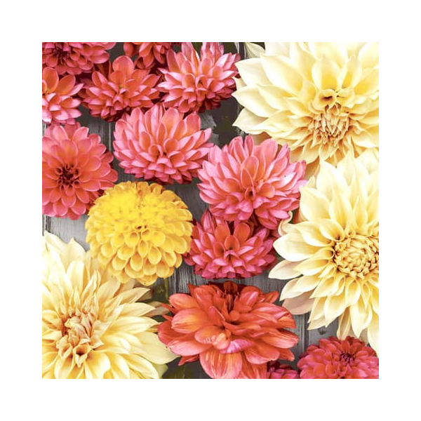 7321012061258 - Motivserviette 25x25cm 3-lagig 7321012061258 PAPER+DESIGN 7321012061258 - Motivserviette 25x25cm 3-lagig 7321012061258 PAPER+DESIGN
