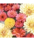 Motivserviette, 25x25cm, 3-lagig 
