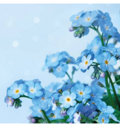 Motivserviette, 25x25cm, 3-lagig 