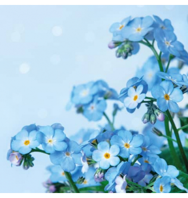 Motivserviette, 25x25cm, 3-lagig 