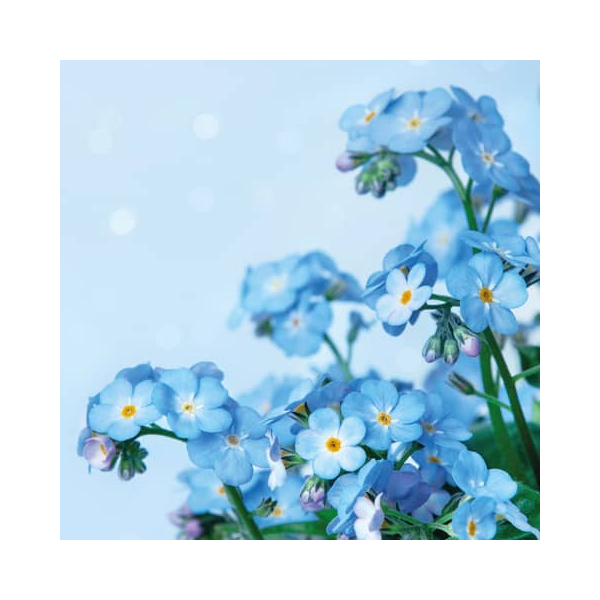 7321012062118 - Motivserviette 25x25cm 3-lagig 7321012062118 PAPER+DESIGN 7321012062118 - Motivserviette 25x25cm 3-lagig 7321012062118 PAPER+DESIGN