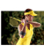 Ellenbogenbandage Tennis, Sport 45975DABI schwarz 17,8-35,6 cm, 
