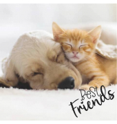 Motivservietten 206148 / Hunde/Katze, 3-lagig, 33x33cm