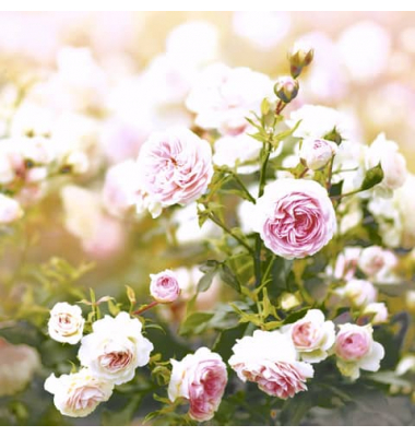 Motivserviette, 33x33cm, 3-lagig 