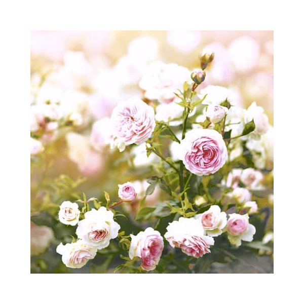 7321012061791 - Motivserviette 33x33cm 3-lagig 7321012061791 PAPER+DESIGN 7321012061791 - Motivserviette 33x33cm 3-lagig 7321012061791 PAPER+DESIGN