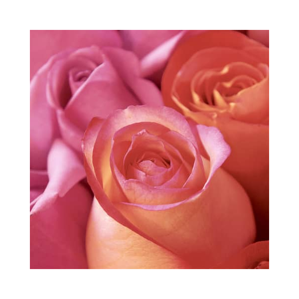 7321012061807 - Motivserviette 33x33cm 3-lagig 7321012061807 PAPER+DESIGN 7321012061807 - Motivserviette 33x33cm 3-lagig 7321012061807 PAPER+DESIGN