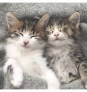 Motivserviette, 33x33cm, 3-lagig 