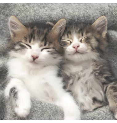 Motivserviette, 33x33cm, 3-lagig 