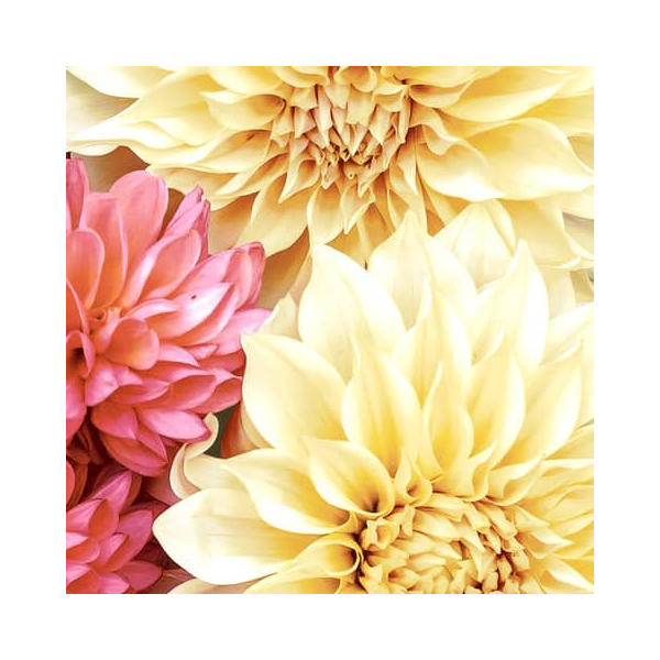 7321012061845 - Motivserviette 33x33cm 3-lagig 7321012061845 PAPER+DESIGN 7321012061845 - Motivserviette 33x33cm 3-lagig 7321012061845 PAPER+DESIGN