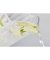 Karaffe Pitcher 1,5 l