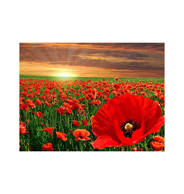 Bastelset Mohnblumen mehrfarbig
