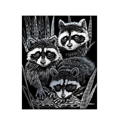 Kratzbild Waschbären silber