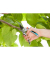 BL Gartenschere