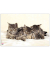Schreibtischunterlage Kunststoff Katzen