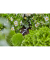 Rohrhalter Micro-Drip-System 4,6 mm (316“)