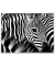 Wandbild Zebra 1CCF60X80.35.06C