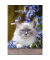 Bildkalender 103476, Katzen, 1 Monat / 1 Seite, 23,7x34cm, 2025