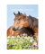 Bildkalender 103477, Pferde, 1 Monat / 1 Seite, 23,7x34cm, 2025