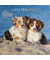Bildkalender 103531, Hundewelpen, 1 Monat / 2 Seiten, 30x60cm, 2025