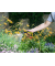 Gartenschlauch Performance Plus 20,0 m