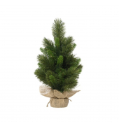 Edmonton Spruce 681203 indoor