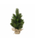 Edmonton Spruce 681203 indoor