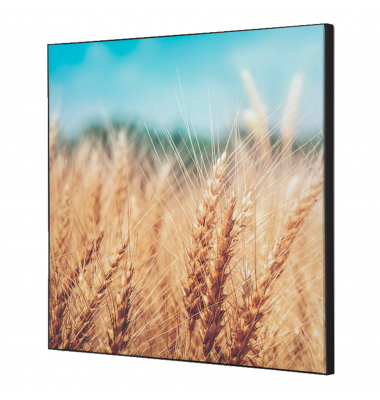 Showdown Wanddekoration Set 40x40cm Getreidefeld