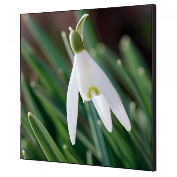8596052181276 - Showdown Wanddekoration Set 40x40cm Weiße Blume Schneeglöckchen 8596052181276 Showdown Displays