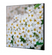 Showdown Wanddekoration Set 40x40cm Weiße Blume Spirea