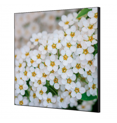 Showdown Wanddekoration Set 40x40cm Weiße Blume Spirea