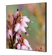 Showdown Wanddekoration Set 40x40cm Pinke Blume Erica
