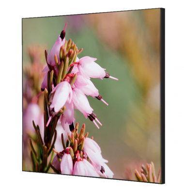 Showdown Wanddekoration Set 40x40cm Pinke Blume Erica