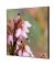 Showdown Wanddekoration Set 40x40cm Pinke Blume Erica