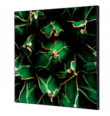Showdown Wanddekoration Set 40x40cm Kaktus gn