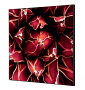 Showdown Wanddekoration Set 40x40cm Kaktus rt