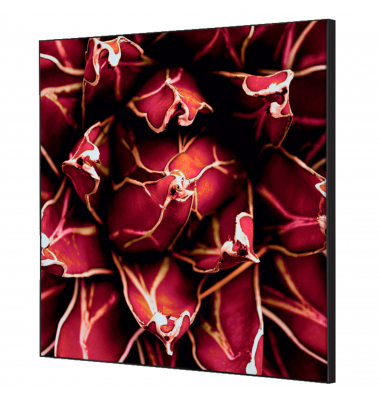 Showdown Wanddekoration Set 40x40cm Kaktus rt
