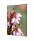 Showdown Wanddekoration Set A2 Pinke Blume Erica