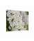 Showdown Raumteiler 150x150cm Weiße Blume Spirea