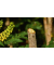 EasyPrune Gartenschere 3,6 V, mit Akkus