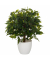 Kunstpflanze Ficus 871061