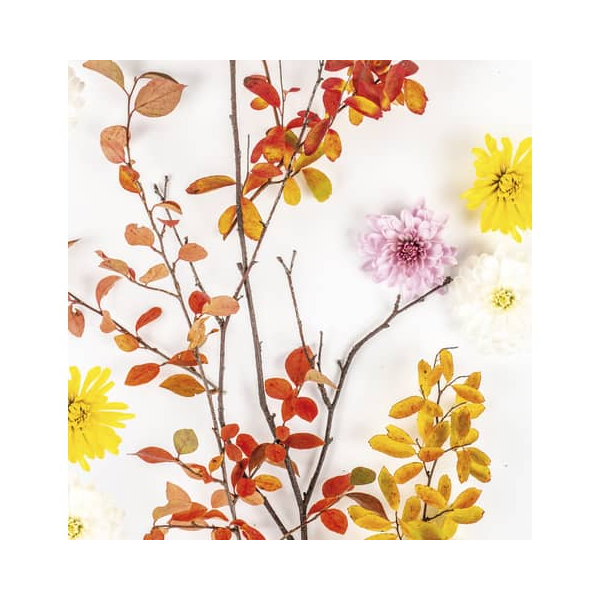 7321012074500 - Motivserviette 25x25cm Herbst 7321012074500 PAPER+DESIGN 7321012074500 - Motivserviette 25x25cm Herbst 7321012074500 PAPER+DESIGN