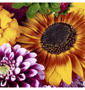 Motivservietten 207454 / Blumen im Sp&auml;tsommer, 3-lagig, 33x33cm