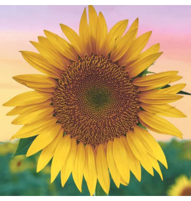 Motivserviette 33x33cm