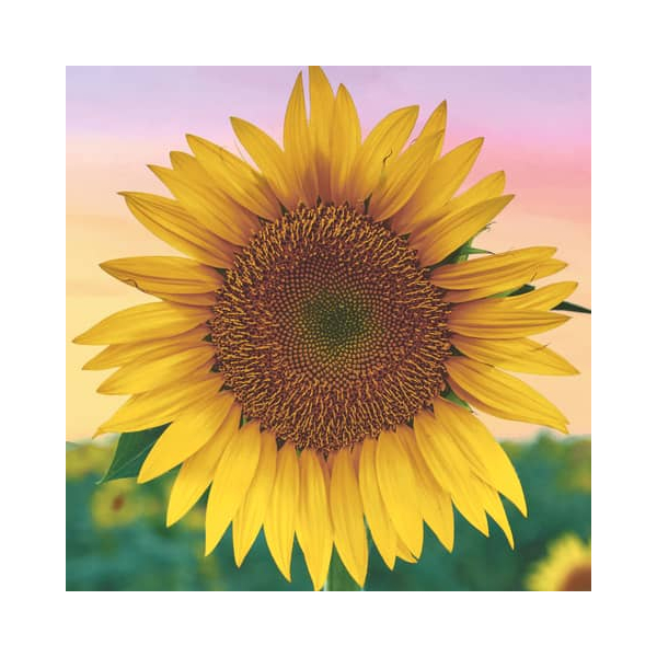 7321012099701 - Motivserviette 33x33cm 7321012099701 PAPER+DESIGN 7321012099701 - Motivserviette 33x33cm 7321012099701 PAPER+DESIGN