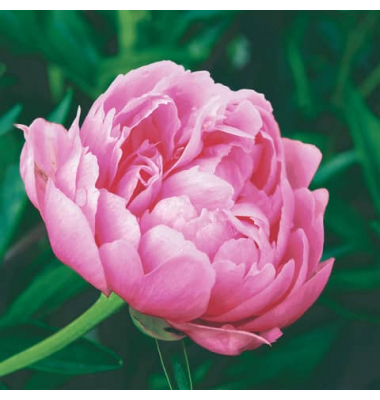 Motivserviette 33x33cm