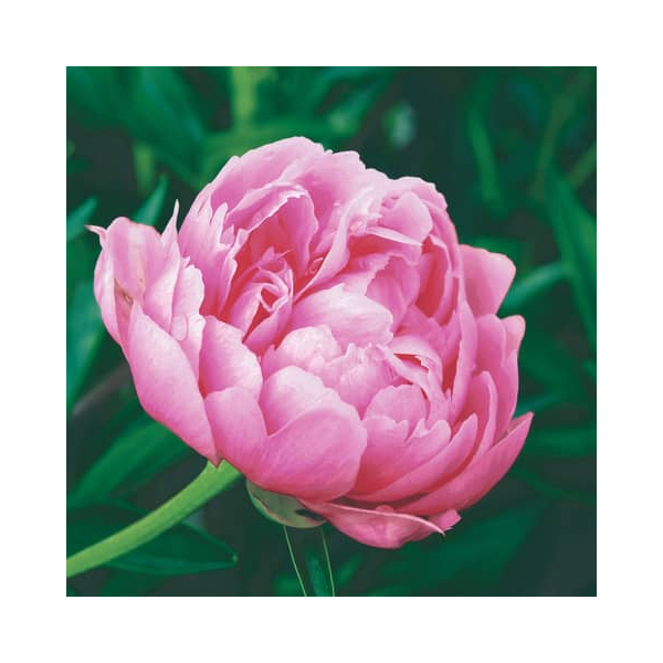 7321012099817 - Motivserviette 33x33cm 7321012099817 PAPER+DESIGN 7321012099817 - Motivserviette 33x33cm 7321012099817 PAPER+DESIGN