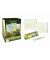 Malset Aquarell Dino
