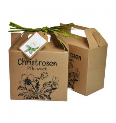 Wundert&uuml;te 63616 , "Christrosen Pflanzset", 14x15x7cm (BxLxH), in Papiert&uuml;te