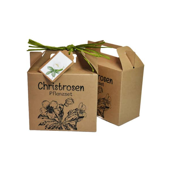 4250144788081 - Wundertüte 63616  Christrosen Pflanzset 14x15x7cm (BxLxH) in Papiertüte 4250144788081 WUNDERLE