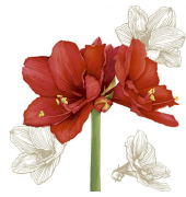 Weihn.Zelltuchserviette 33x33cm